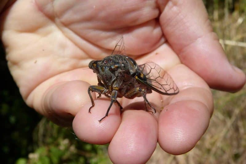 The Cicadas Are Coming! – McFall and Berry